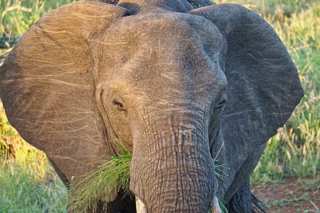 Krüger Nationalpark: unsere Erfahrungen und alle Infos für deinen Besuch